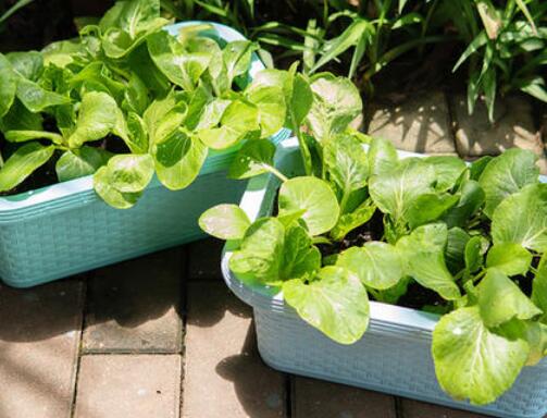 農(nóng)藥殘留速測(cè)儀 農(nóng)藥殘留速測(cè)儀