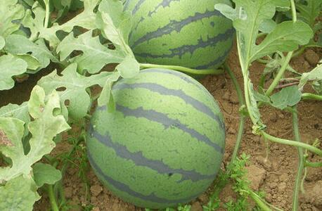 農(nóng)殘快速檢測(cè)儀 農(nóng)殘快速檢測(cè)儀