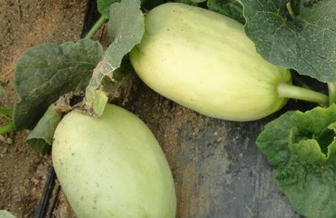 果蔬農(nóng)殘檢測儀 果蔬農(nóng)殘檢測儀