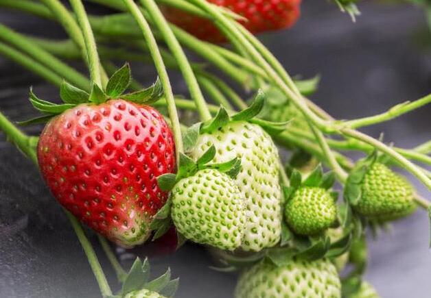 農(nóng)藥殘留檢測(cè)儀 農(nóng)藥殘留檢測(cè)儀