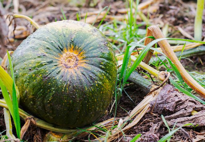 果蔬農(nóng)殘速測儀 果蔬農(nóng)殘速測儀